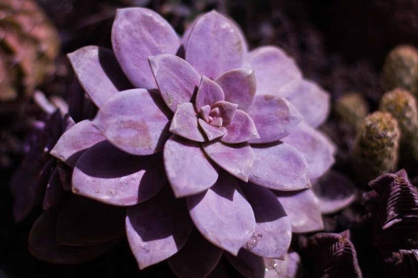 Граптопеталум пятитычинковый