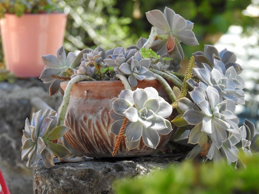 Граптопеталум