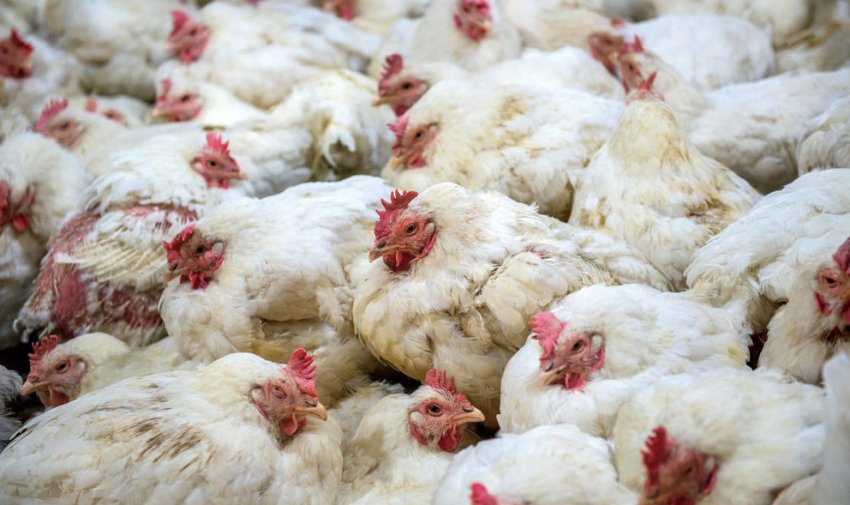 Симптоми пастерельозу у курей Симптоми пастерельозу у курей