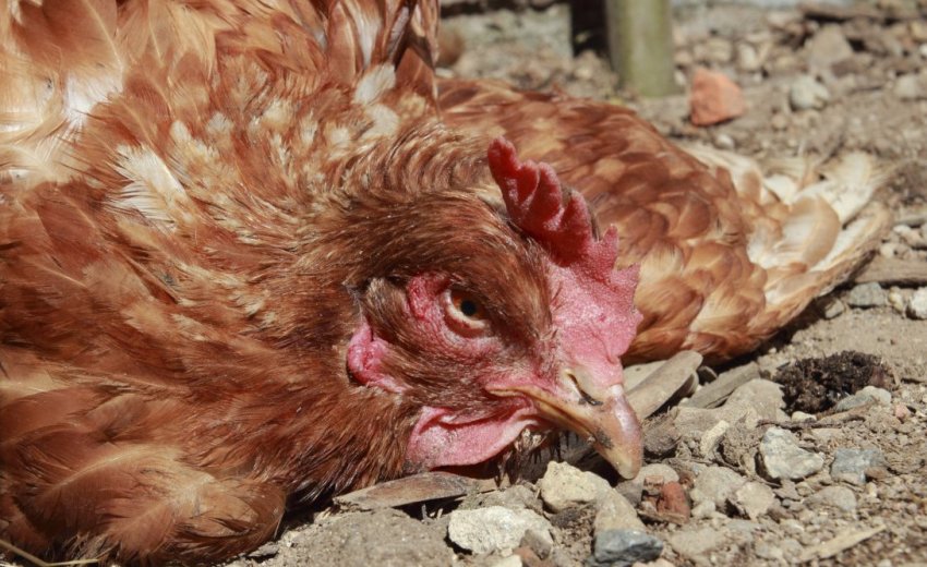 Діагностика захворювання Діагностика захворювання