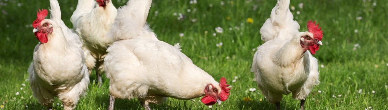 Як проявляється пастерельоз у курей: методи лікування та профілактики