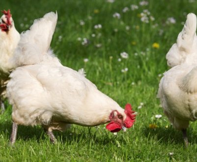 Як проявляється пастерельоз у курей: методи лікування та профілактики