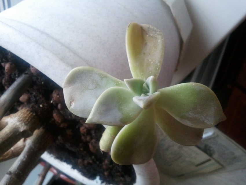 Граптопеталум розмноження розетками