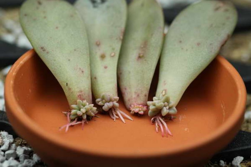 Граптопеталум розмноження листовими живцями