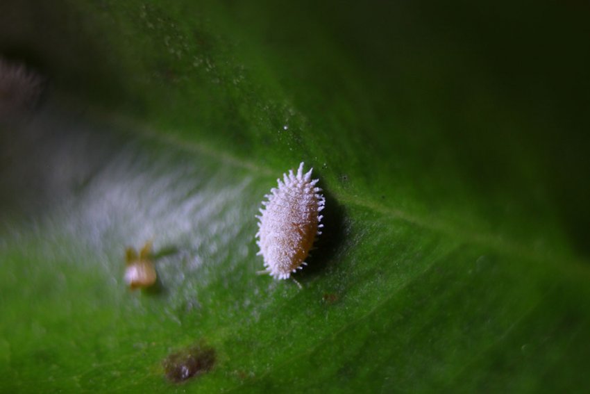 Борошнистий червець
