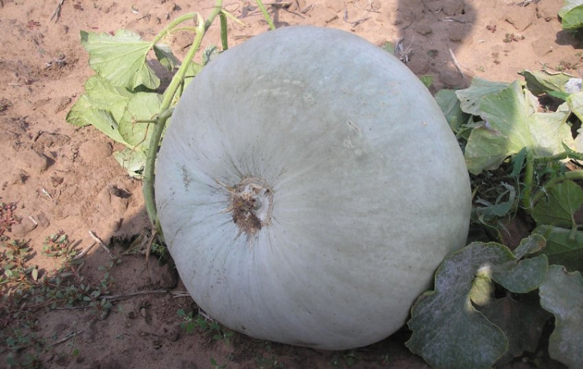 Гарбуз Волзька сіра