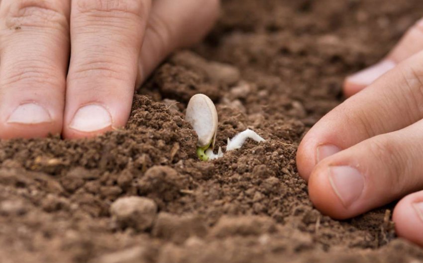 Загортання насіння гарбуза