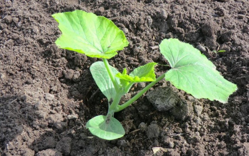 Розсада гарбуза