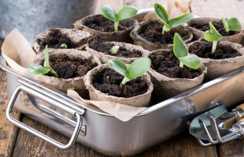 Молоді сходи розсади гарбуза