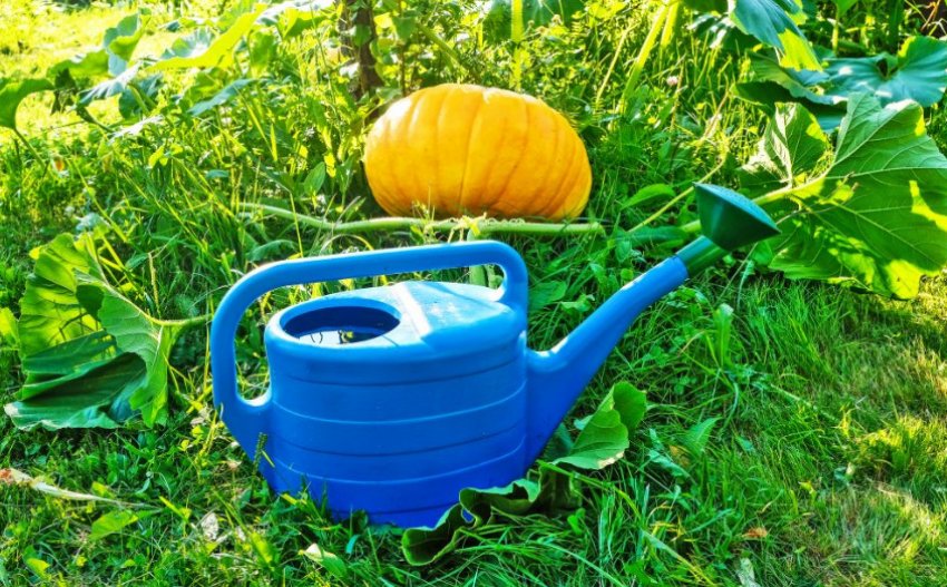 Гарбуз і лійка