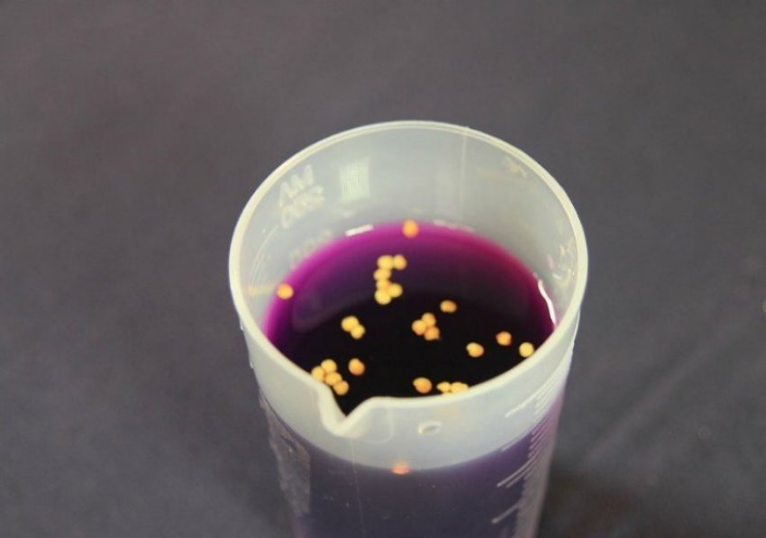 Насіння томата в розчині марганцівки