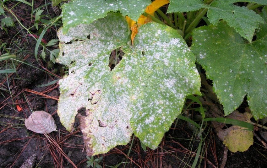 Біла гнилизна гарбуза