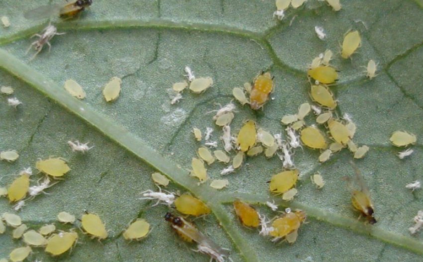 Баштанна попелиця