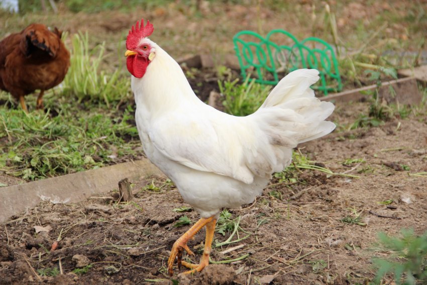 Основні правила розведення і утримання курей Ломан Вайт Основні правила розведення і утримання курей Ломан Вайт