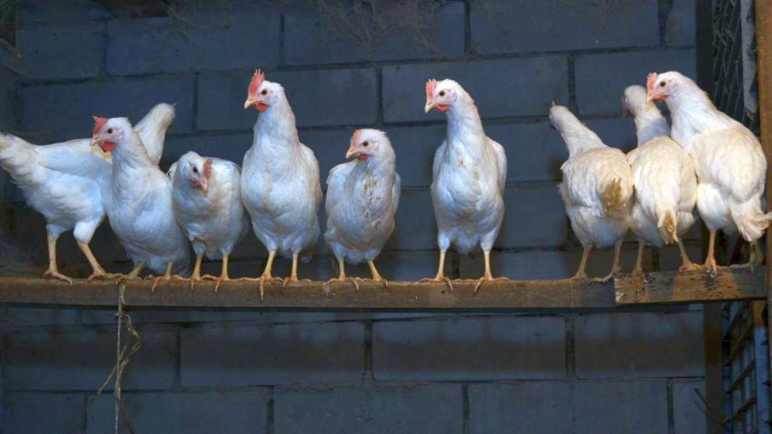 Виведення курчат курей Ломан Вайт Виведення курчат курей Ломан Вайт