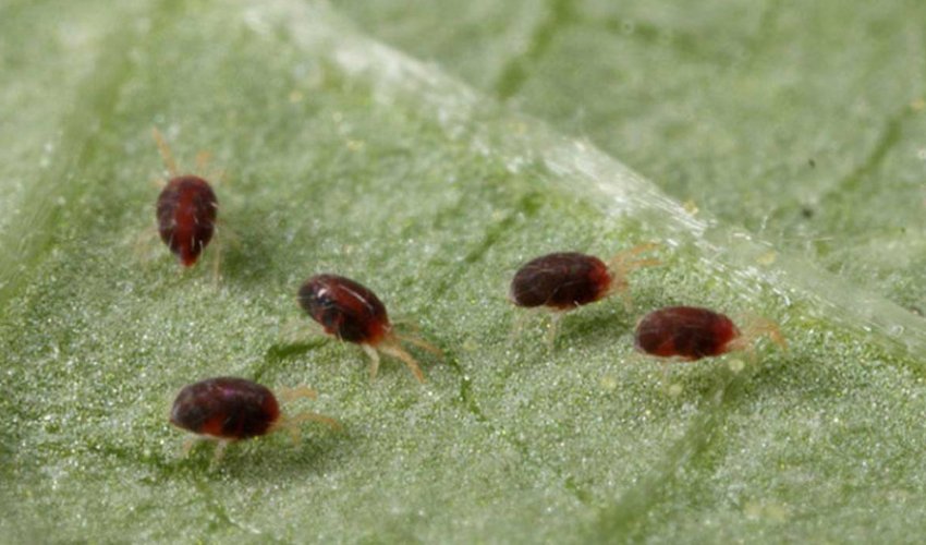 Павутинний кліщ