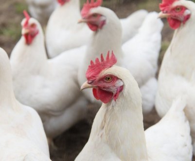 Опис і характеристика курей Ломан Вайт