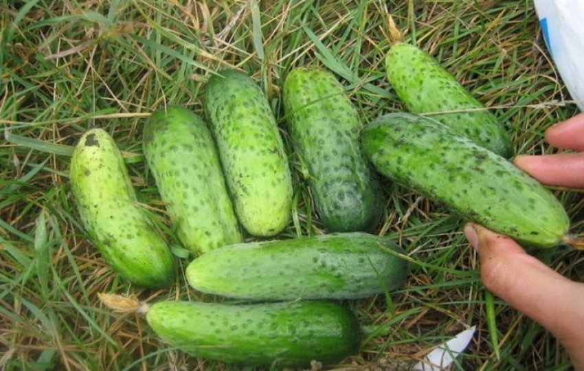 Сорт огірків хлопчик з пальчик