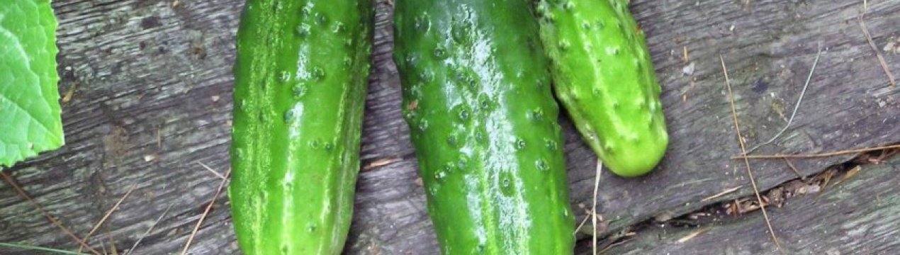 Опис огірка сорту Хлопчик з пальчик