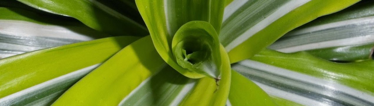 Драцена Лимон лайм: опис рослин, особливості вирощування та догляду