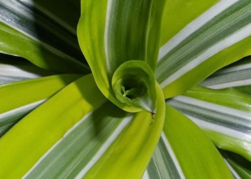 Драцена Лимон лайм: опис рослин, особливості вирощування та догляду