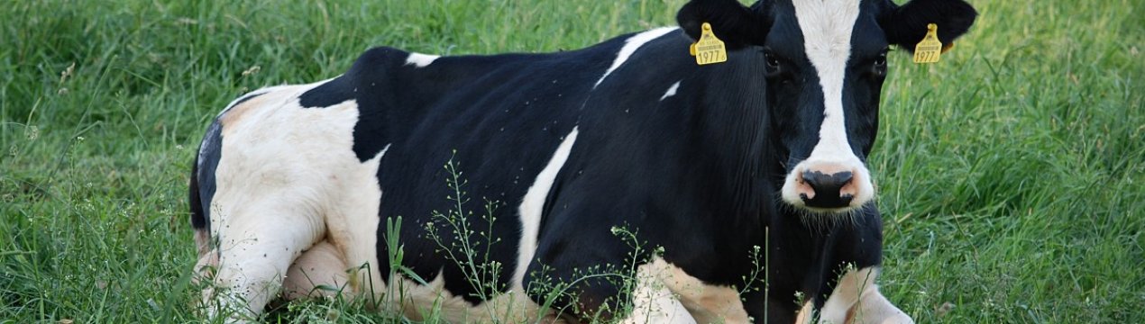 Інфекційний ринотрахеїт ВРХ: симптоми та лікування