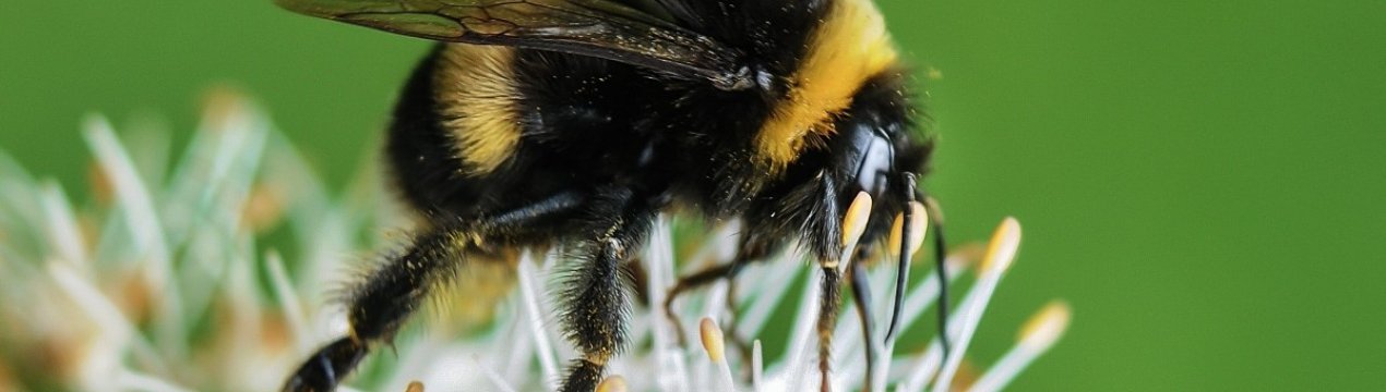 Що робити, якщо вкусив джміль?