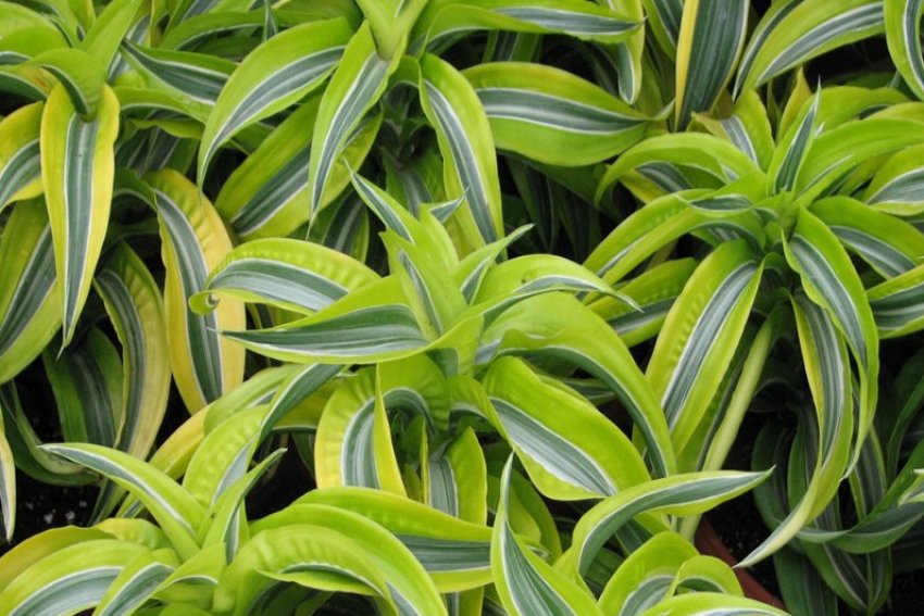 Драцена Лимон лайм Драцена Лимон лайм