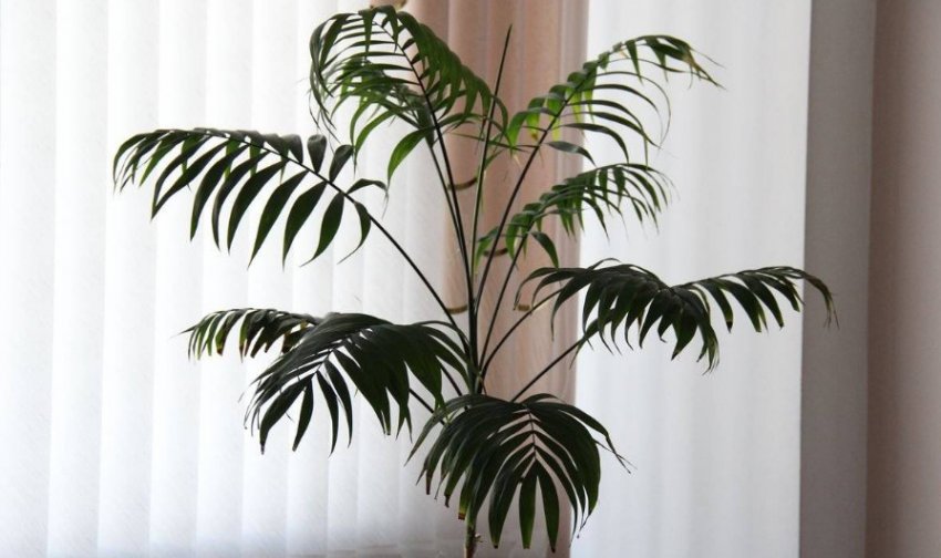 Хамедорея одноколірна