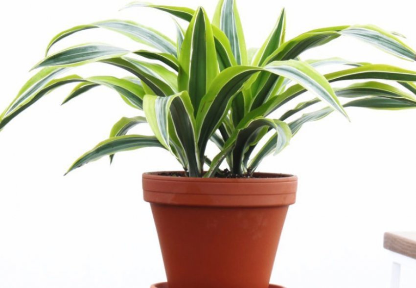 Драцена Лимон лайм Драцена Лимон лайм