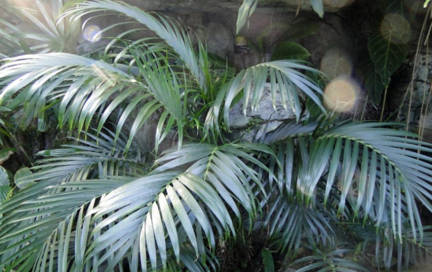 Хамедорея зейфріца