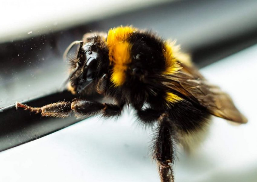 Джміль Джміль