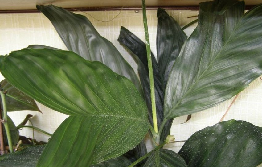 Хамедорея металіка