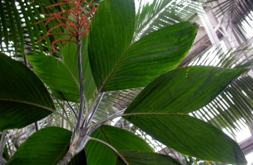 Хамедорея ернеста-серпня