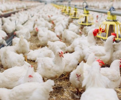 Можна отримувати яйця курей бройлерних порід?
