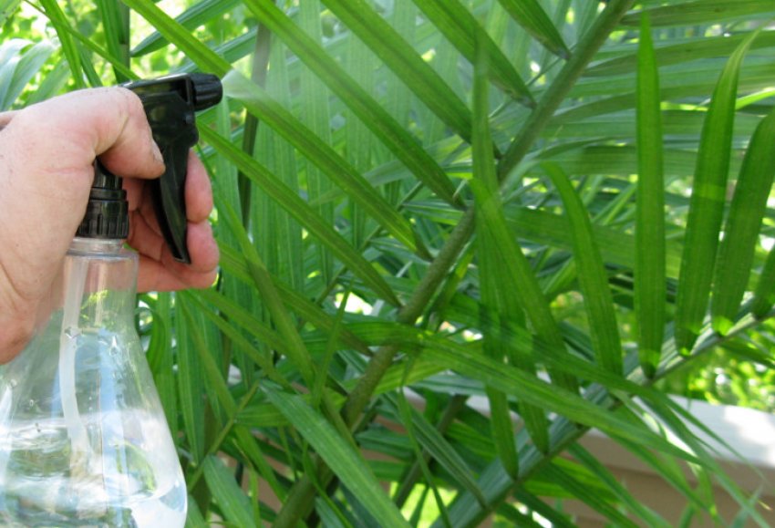 Обприскування хамедореи