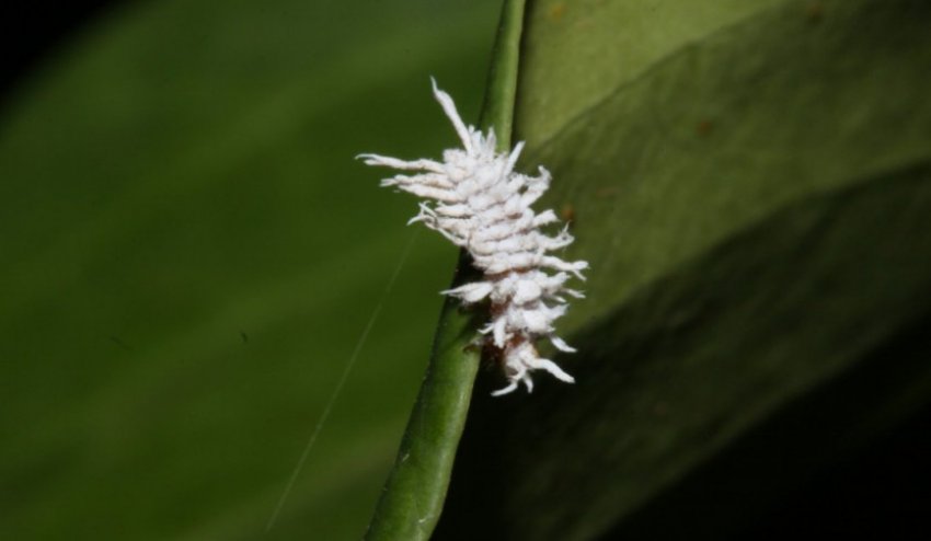 Борошнистий червець