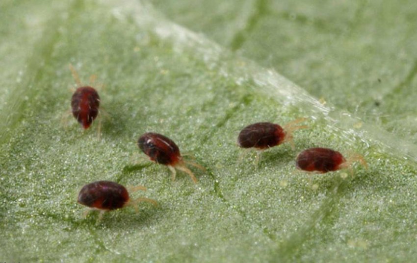 Павутинний кліщ