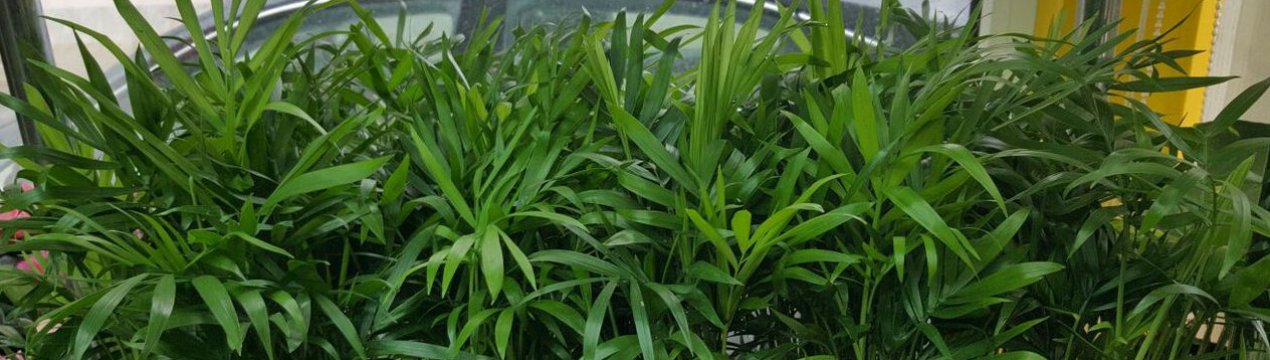 Хамедорея: опис і особливості догляду в домашніх умовах