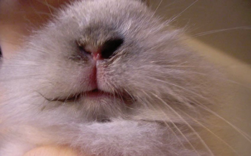Фото инфекционного стоматита у кроликов thumbnail