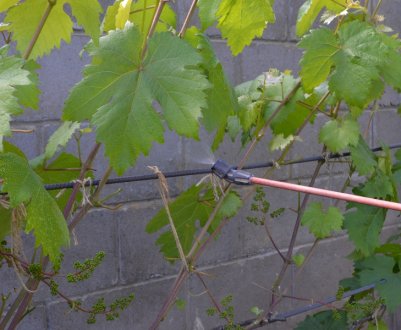 Інструкція по застосуванню «Гіббереліну» для обробки винограду