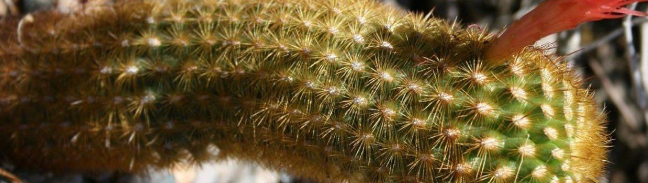 Особливості клейстокактуса і його вирощування