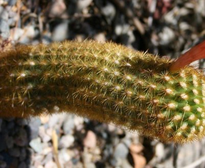 Особливості клейстокактуса і його вирощування