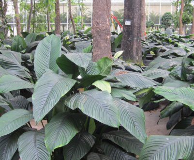 Спатіфіллум Сенсація: вирощування і догляд в домашніх умовах