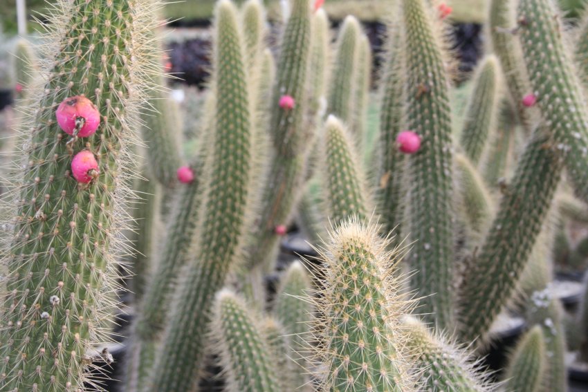 Клейстокактус