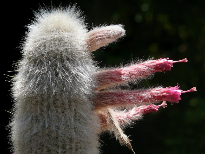 Клейстокактус Штрауса