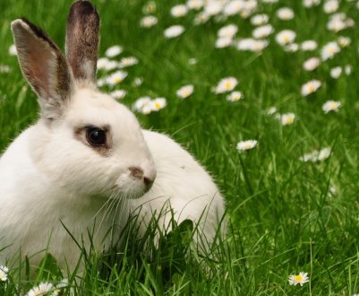 Чи можна давати траву молочай кроликам: користь і шкода, особливості годування