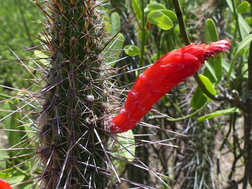 Клейстокактус Баумана