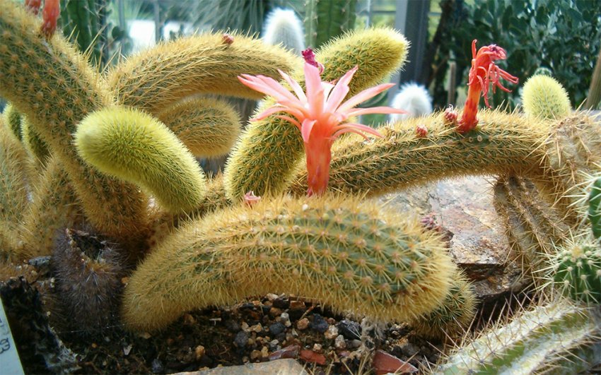 Клейстокактус Вінтера