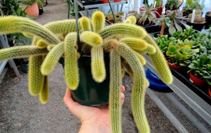 Клейстокактус